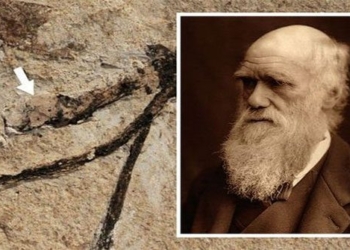 the mystery that left charles darwin puzzled for 140 years 118408