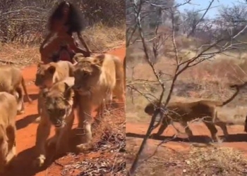 the natural woman walking with 6 lions in the jungle that makes everyone gasp 118396
