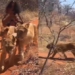 the natural woman walking with 6 lions in the jungle that makes everyone gasp 118396