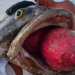 the odd fish raises its head with a skinny mouth what is this phenomenon 120085