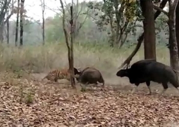 the old ox is saving the species from the strong tiger while eating with its own hands 119956
