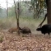 the old ox is saving the species from the strong tiger while eating with its own hands 119956