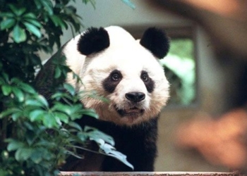 the oldest bear in the world is being fed in hong kong 121867