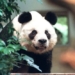 the oldest bear in the world is being fed in hong kong 121867