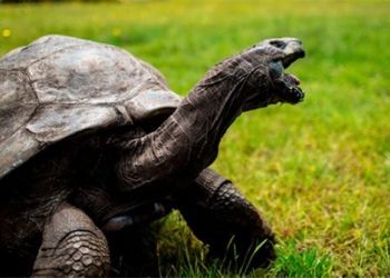 the oldest turtle in the world is 190 years old still trying to mate 118580