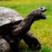 the oldest turtle in the world is 190 years old still trying to mate 118580