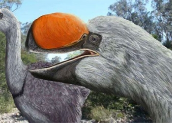 the origin of giant 50 000 year old eggs in australia 120785