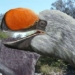 the origin of giant 50 000 year old eggs in australia 120785