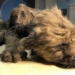 the origin of the long haired dog 121484
