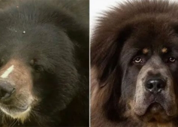 the owner of the chemical plant raises a dog for 2 years and unexpectedly becomes a bear 119224