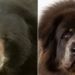 the owner of the chemical plant raises a dog for 2 years and unexpectedly becomes a bear 119224