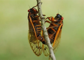 the peculiarities of childhood in social insect species 118689