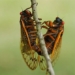 the peculiarities of childhood in social insect species 118689