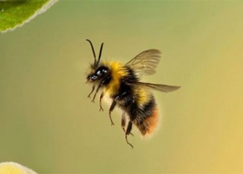 the phenomenon is when the bee flies over the top of the mirror 120042