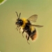 the phenomenon is when the bee flies over the top of the mirror 120042