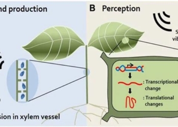 the plant also knows when stressed 119094