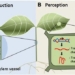 the plant also knows when stressed 119094
