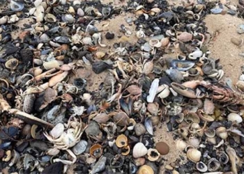 the reason why shrimp are dying in droves in the uk 123339