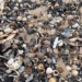 the reason why shrimp are dying in droves in the uk 123339