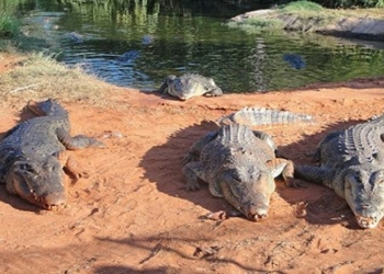 the researchers develop a plan to save australian crocodiles from cane toad invasion 123237