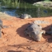 the researchers develop a plan to save australian crocodiles from cane toad invasion 123237