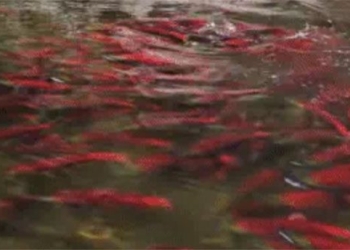 the river dyed red hundreds of millions of creatures migrating from the sea what is this creature 118083