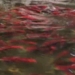the river dyed red hundreds of millions of creatures migrating from the sea what is this creature 118083
