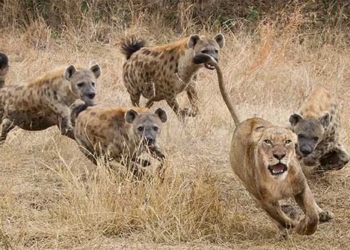 the royal lion should stop running when encountering this creature 123881