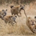 the royal lion should stop running when encountering this creature 123881