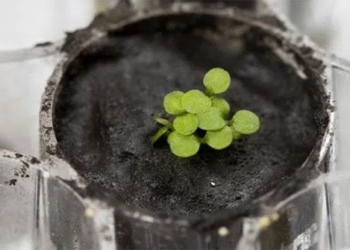 the scientists in the success of this plant on the moon 120470