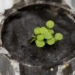 the scientists in the success of this plant on the moon 120470