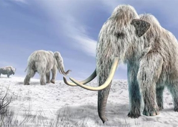 the secret about the last years of the mammoth 21530