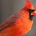 the secret behind animals using colorful patterns to ward off predators or attract mates 124111