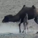the secret behind the 4 hour attack that left the mother desperate to protect her child 120710