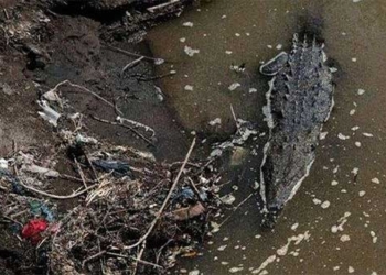 the secret that alligators can reproduce strongly in super polluted rivers with up to 150 million bacteria types 124467