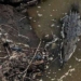 the secret that alligators can reproduce strongly in super polluted rivers with up to 150 million bacteria types 124467