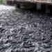 the secret that makes millions of fish swim back to the coast 118669