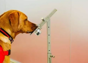 the senses of a dog are specialer than we think 123270