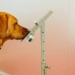 the senses of a dog are specialer than we think 123270