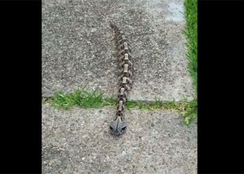 the skeleton moves like a crocodile and is actually a very poisonous creature in africa 119442