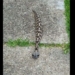 the skeleton moves like a crocodile and is actually a very poisonous creature in africa 119442