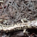 the smallest animals that can fly on the tallest trees in the world 120758
