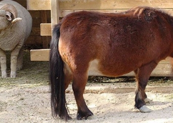 the smallest horse in the world can live nearly 50 years 119727