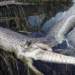 the snake bites the stomach when swallowing the crocodile 118155