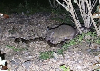the snake did not expect to be happy when encountering this creature it was turned into meat the next day 120341