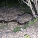 the snake did not expect to be happy when encountering this creature it was turned into meat the next day 120341