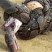 the snake fights with the worm who will win the victory 119877