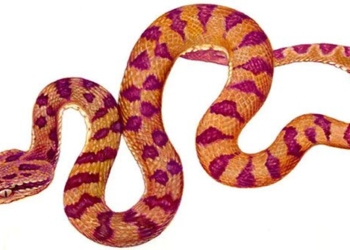 the snake is green but has brown red color what will happen tonight 120574