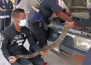 the snake is more than 3 meters long in the car engine 118710