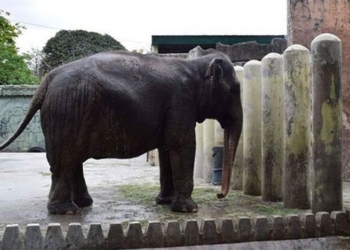 the story of the 40 year old unique elephant in the philippines 124068